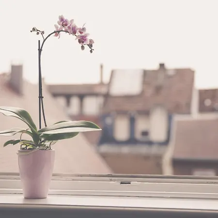 Le Rapp - Historic Center - Bright - 60m 2 Colmar